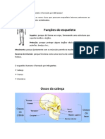 Resumo D'o Esqueleto - Ossos