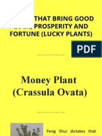 Plants That Bring Good Luck, Prosperity and Fortune (Lucky Plants)