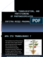 Fotoasimilat, Translokasi, dan Pembagian