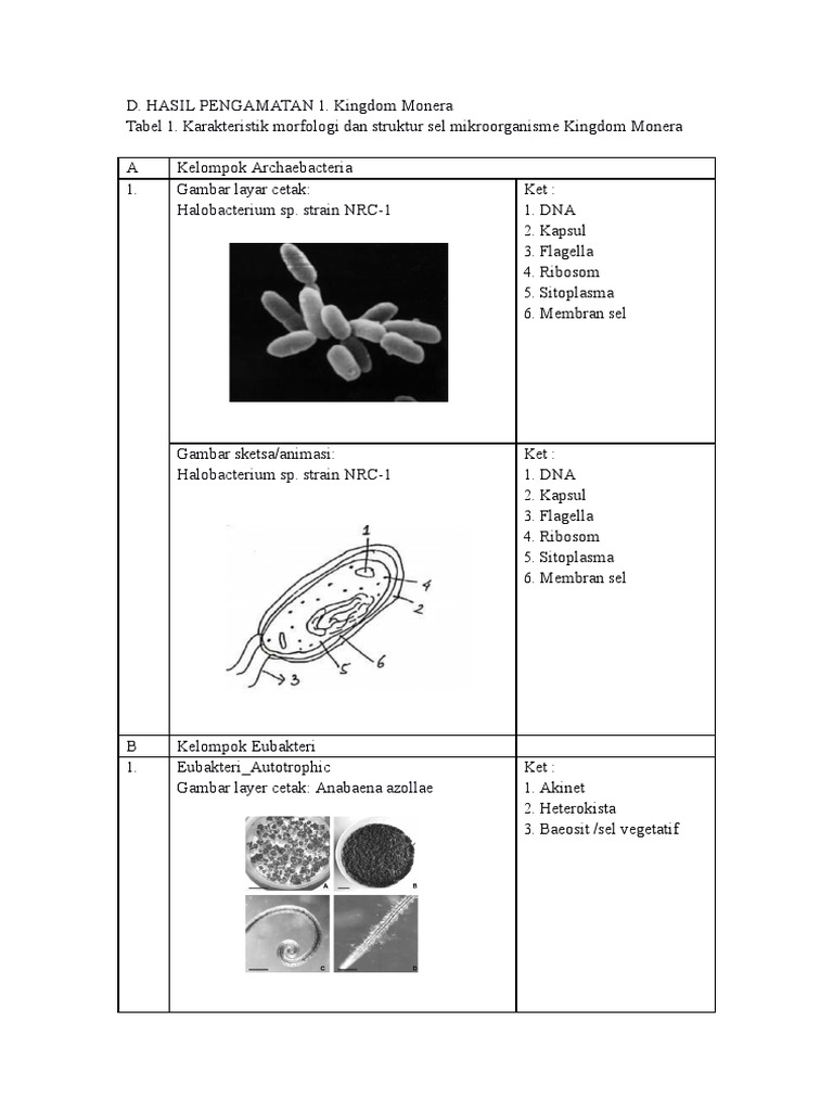 Karakteristik Sel Monera dan Protista | PDF | Kajian Bahasa Asing | Sains &  Matematika
