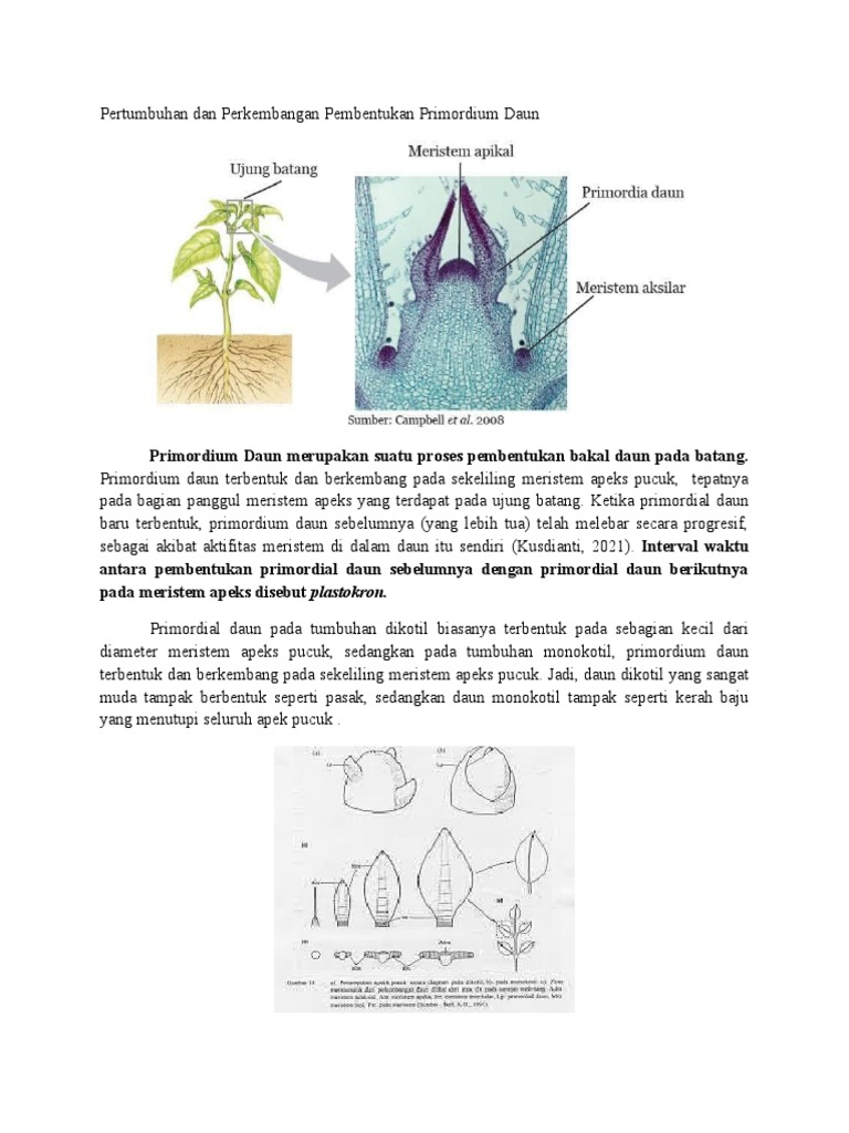 Pertumbuhan Dan Perkembangan Pembentukan Primordium Daun Dan Tunas