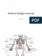 Anatomi Rangka Manusia 2&3