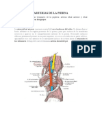 Arterias de La Pierna