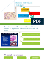 Las Células Mucosas Son Células Secretoras de Mucinas