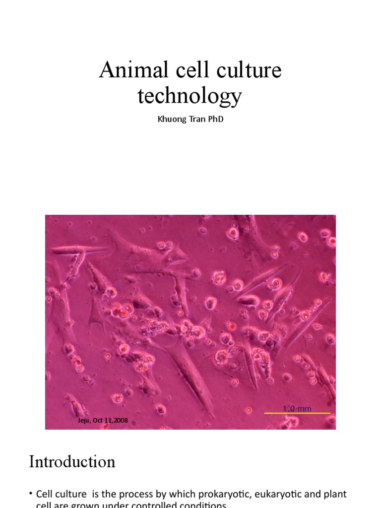 01 Animal Cell Culture Technology1 PDF