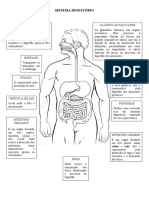 Revisão - Sistema Digestório