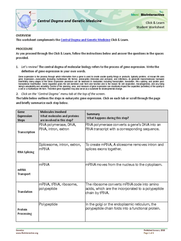 Central Dogma in Genetic Medicine Worksheet | PDF | Gene Expression ...