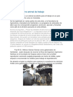 El Bufalipso Como Animal de Trabajobufalipso Como Un Animal Excelente para El Trabajo en Un País Agrícola en Desarrollo Cono Es Colombia