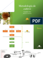 Metodologia de Cultivo