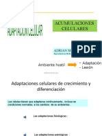 ADAPTACION y Lesion Celular