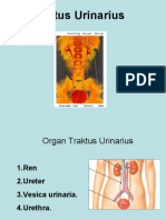 Anatomi Urinary Tract
