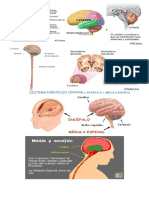 Sistema Nervioso