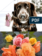 Roses For Ever