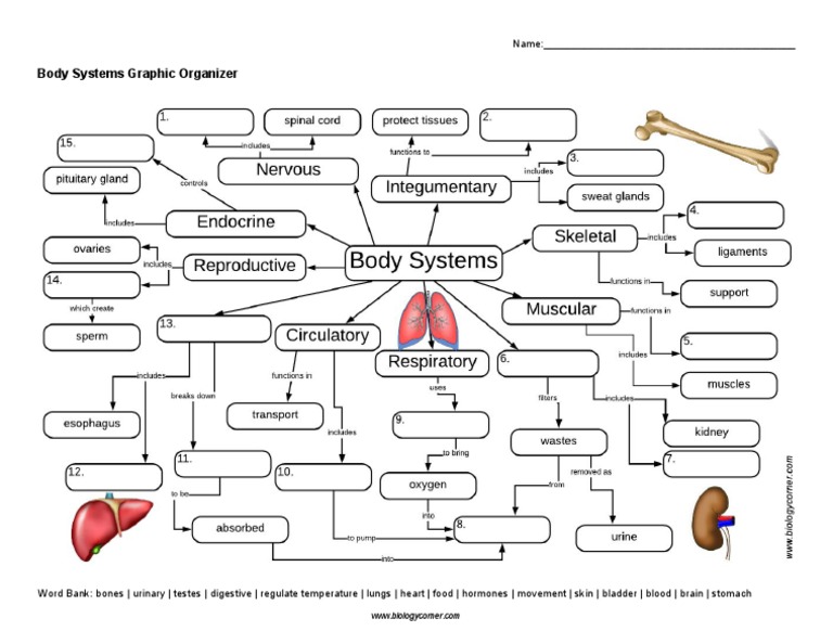 Body Systems Graphic Organizer PDF