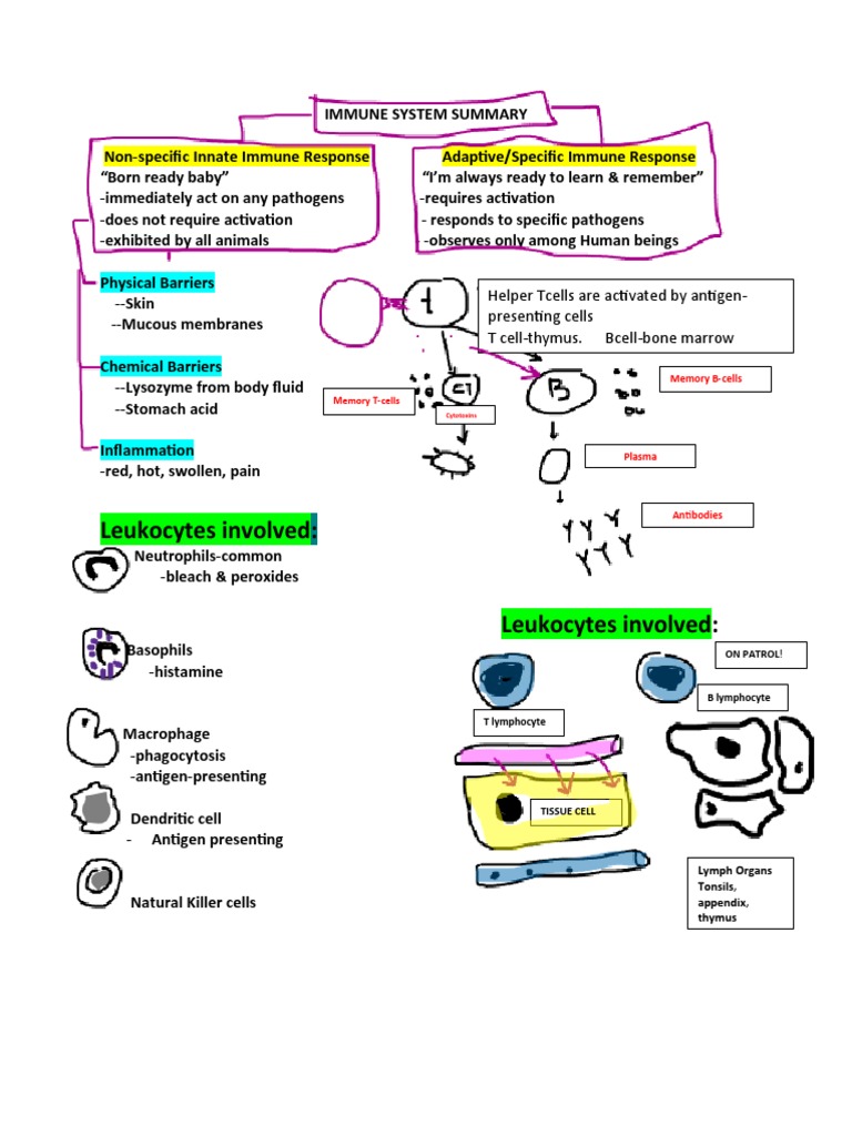 Immune System Summary | PDF