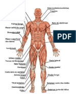 Musculos corporais