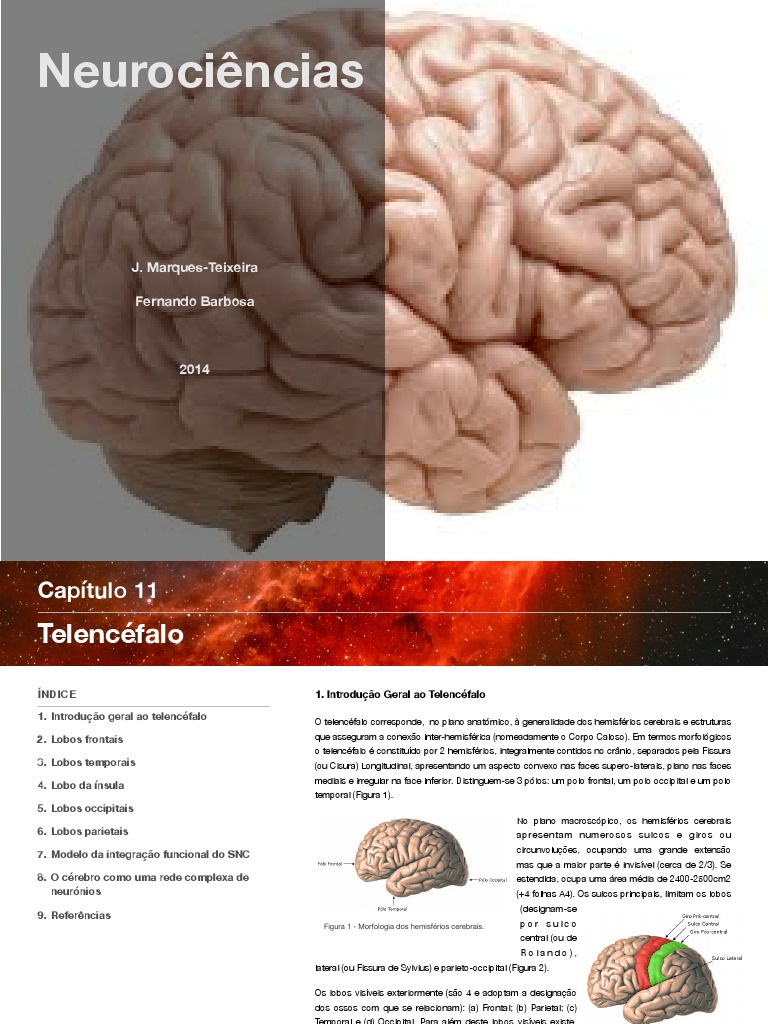 Estrutura e Função do Telencéfalo | PDF | Telencéfalo | Órgão (anatomia), image size:768x1024