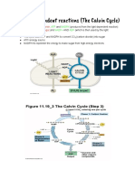 Light Independent Reactions Calvin Cycle Lecture Guide