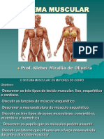 Sistema Muscular