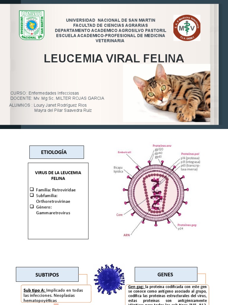 Leucemia Viral Felina: Diagnóstico y Tratamiento | PDF | Virus