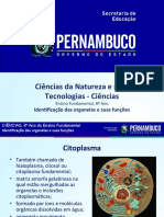 Identificação Das Organelas e Suas Funções