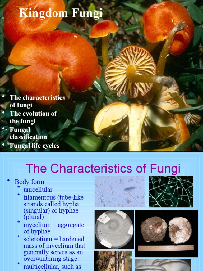 Kingdom Fungi: The Characteristics of Fungi The Evolution of The Fungi Fungal Classification ...