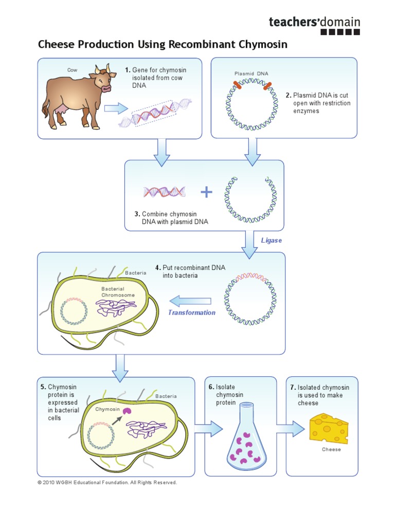 Biotpd Doc Chymosin | PDF