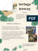 Tortugas Terecay