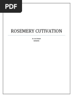 Rosemery Cultivation