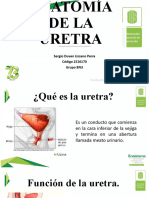 Uretra Presentacion