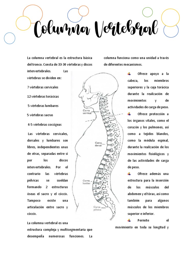 Anatomía de la Columna Vertebral | PDF | La columna vertebral | Vértebra