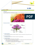 Biologia 3 Sec Flor, Fruto, Semilla