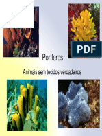 8 10 2018 14 32 Poriferos e Cnidarios