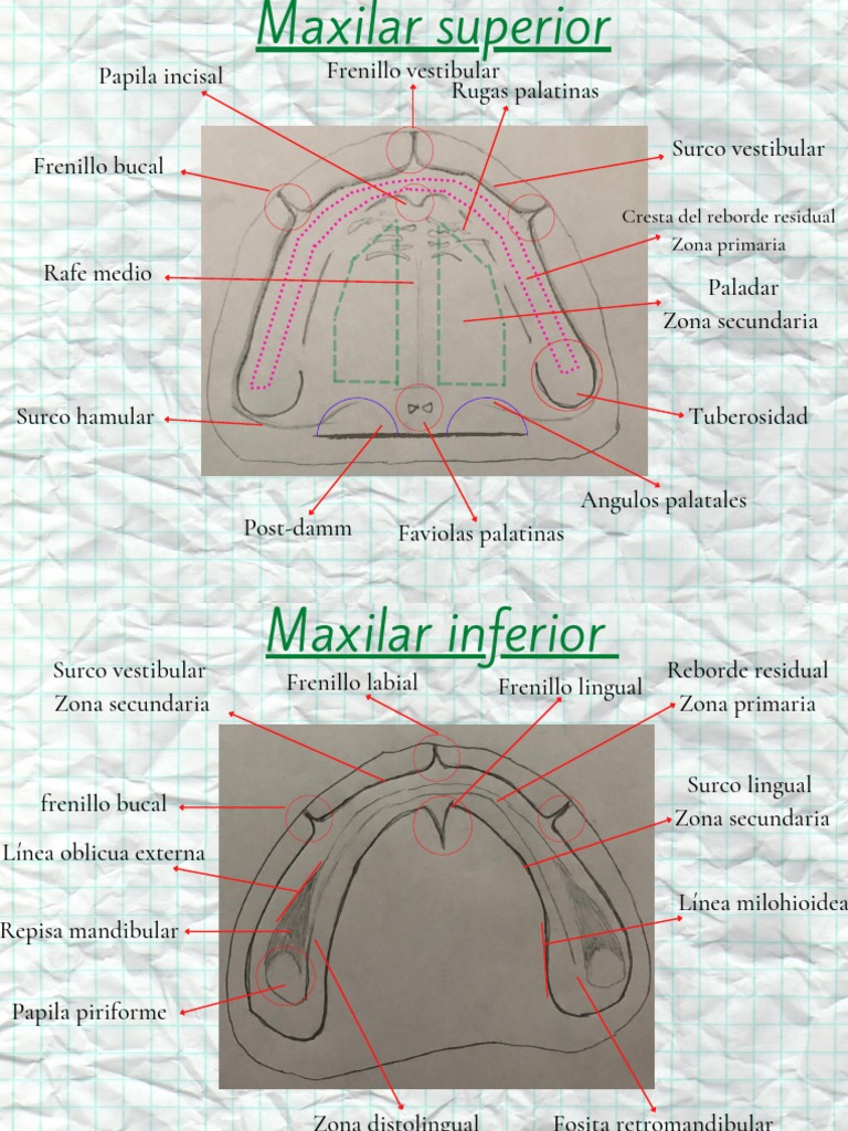 Anatomía de Rebordes | PDF