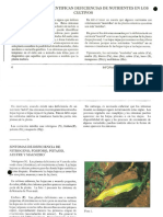 SINTOMAS QUE IDENTIFICAN DEFICIENCIAS DE NUTRIENTES EN LOS - CULTIVOS (Informaciones Agronómicas No 4 IPNI)