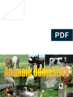 00animale_domestice