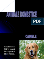 0_2animaledomestice