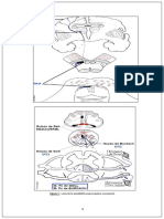 Anatomie Schéma