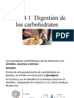 3.2 Digestión de Carbohidratos