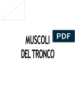 muscoli del tronco