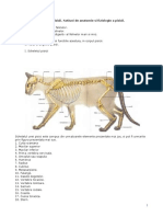 72587027 Anatomia Pisicii