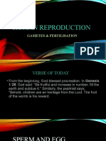 HUMAN REPRODUCTION (Gametes & Fertilisation)