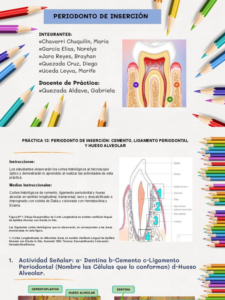 Esquema detallado de la estructura del cemento dental humano, incluyendo el  cemento acelular y celular, las fibras, los cementoblastos y los  fibroblastos Imagen Vector de stock - Alamy