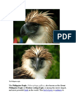 The Philippine Eagle