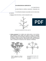 Inflorescencias compuestas y sus tipos