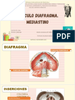 Musculo Diafragma. Mediastino
