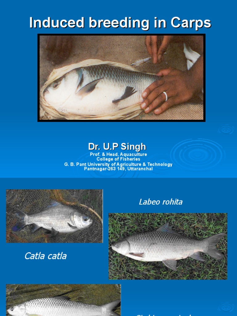 Fishery Study Of Induced Breeding Of Carps – SIFT