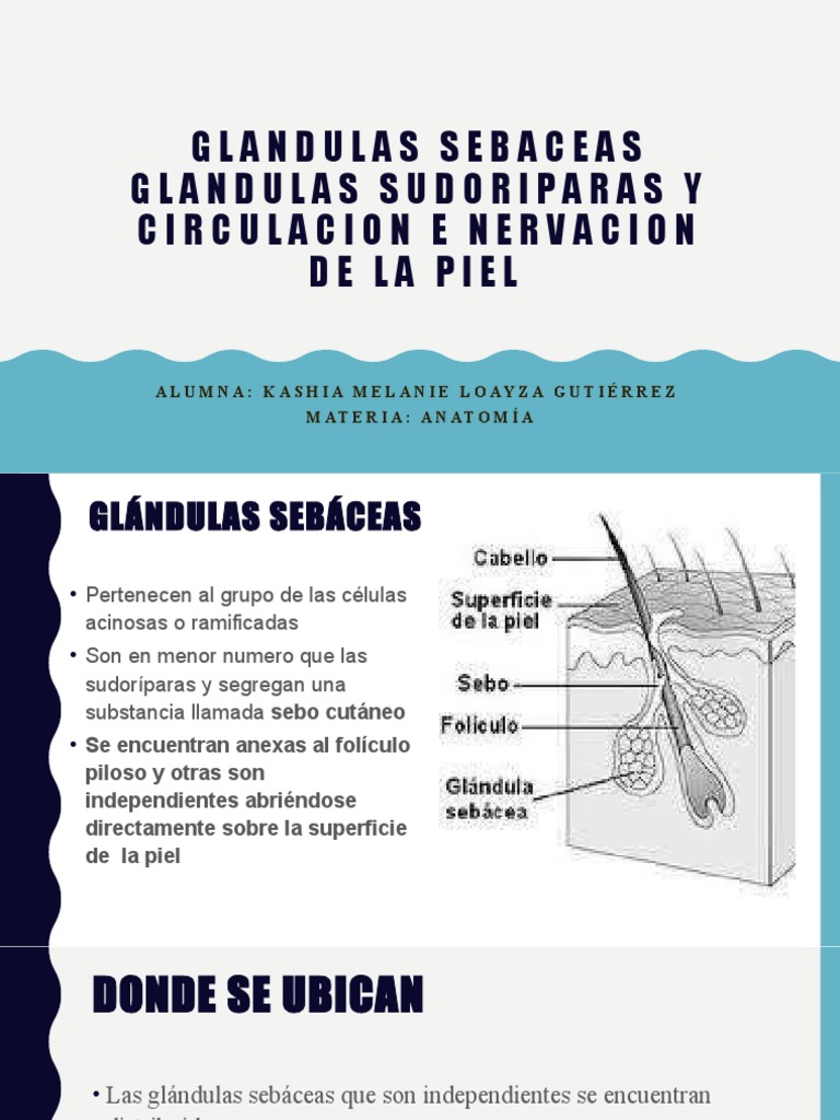 ubicaci-n-y-funci-n-de-gl-ndulas-seb-ceas-pdf-piel-anatom-a-humana