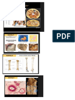 Prac 1 Anatomy and Histology