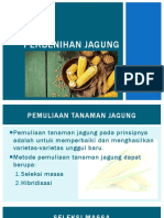 Perbenihan Jagung